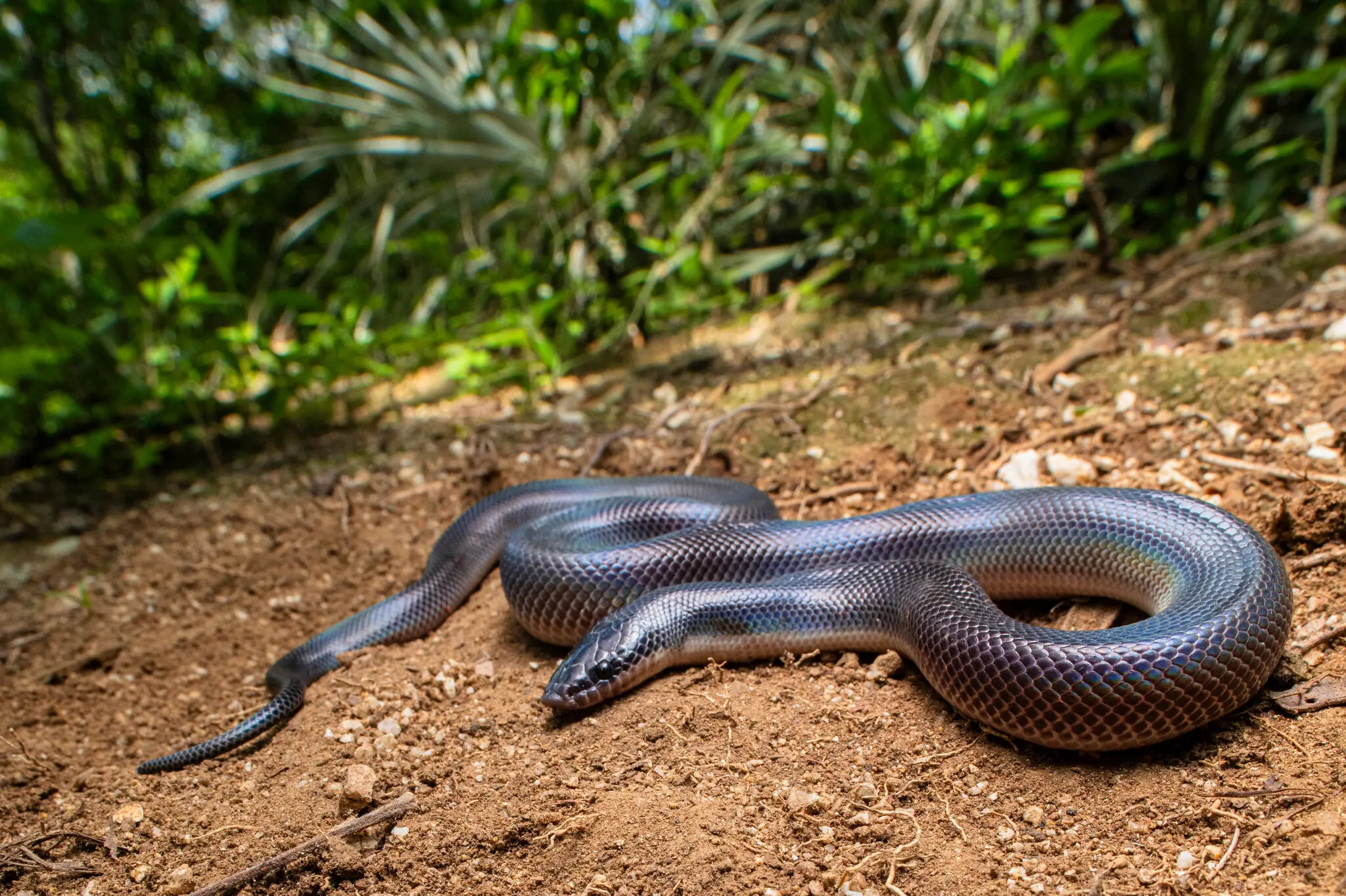 Змії використовують смердючий мускус для відлякування мурах: як цей запах рятує від нападу